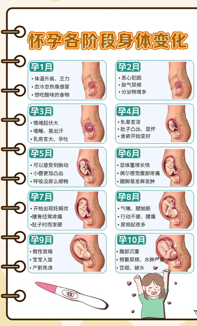 揭秘供卵代孕妈妈怀孕小腹分两节，孕期变化的奥秘鸡西代生机构:
